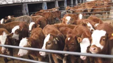 production-viande-bovin-chine-importation-elevage