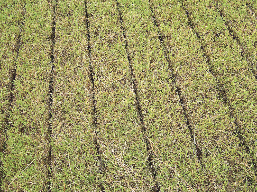 produit-organique-fertilisation-engrais-fumier-azote-prairie-amendant-volatilisation-lisier - Illustration Du lisier sur prairie