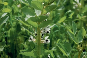 proteine-lupin-feverole-lin-tradition-ouest-soja-proteagineux-cereale-pac