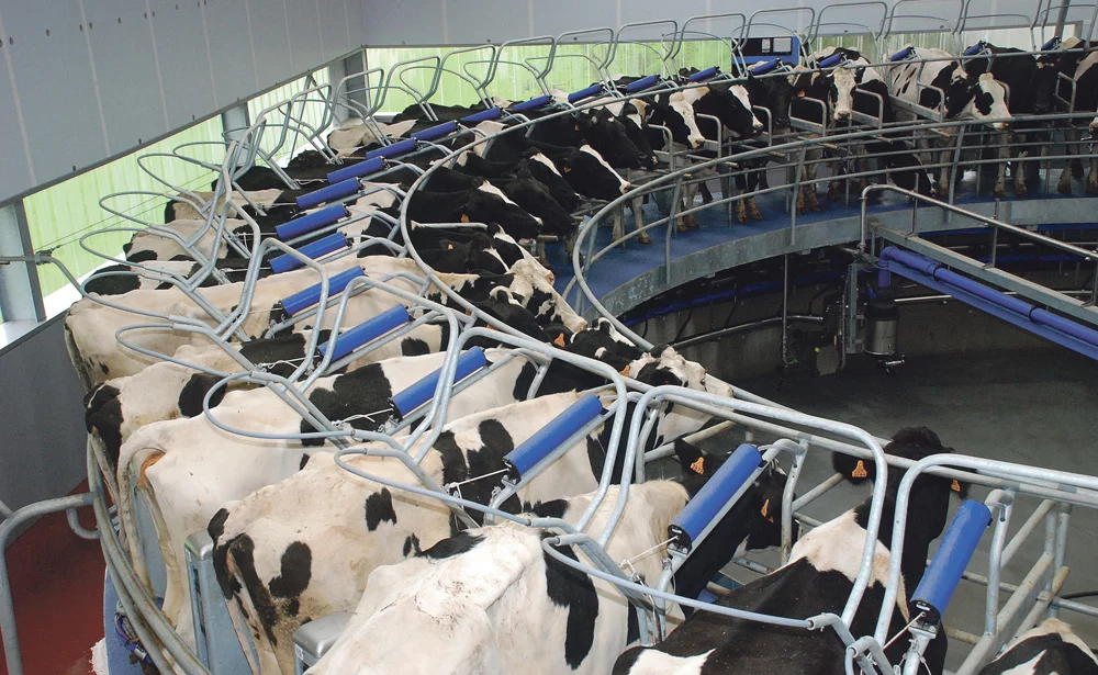 quotas-lait-vache-laitiere-prim-holstein-production-bcel-ouest - Illustration Lait : une facture de deux milliards d’euros ?