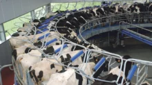 quotas-lait-vache-laitiere-prim-holstein-production-bcel-ouest