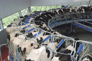 quotas-lait-vache-laitiere-prim-holstein-production-bcel-ouest