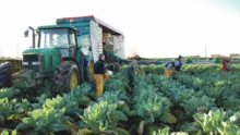 recolte-chou-fleur-legume-climat-pluie-eau-bretagne-plantation-production-culture-poireau