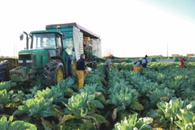 recolte-chou-fleur-legume-climat-pluie-eau-bretagne-plantation-production-culture-poireau