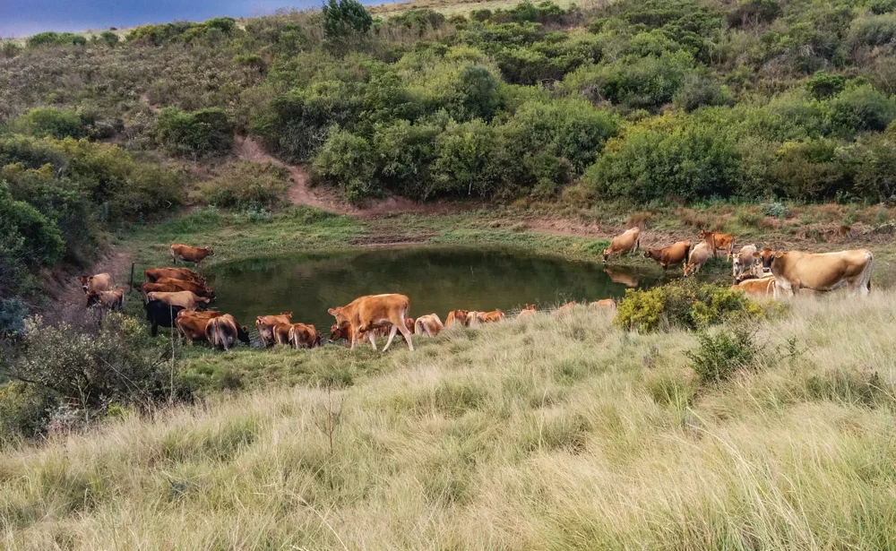 reserve-naturelle-eau-ferme-grootvadersbosch-heidelberg-afrique-sud-exploitation-tourisme-formation - Illustration Un accueil chaleureux en Afrique du sud