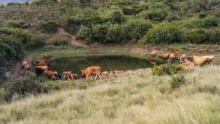 reserve-naturelle-eau-ferme-grootvadersbosch-heidelberg-afrique-sud-exploitation-tourisme-formation