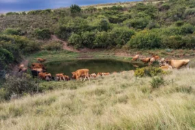 reserve-naturelle-eau-ferme-grootvadersbosch-heidelberg-afrique-sud-exploitation-tourisme-formation