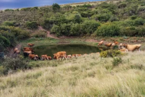 reserve-naturelle-eau-ferme-grootvadersbosch-heidelberg-afrique-sud-exploitation-tourisme-formation