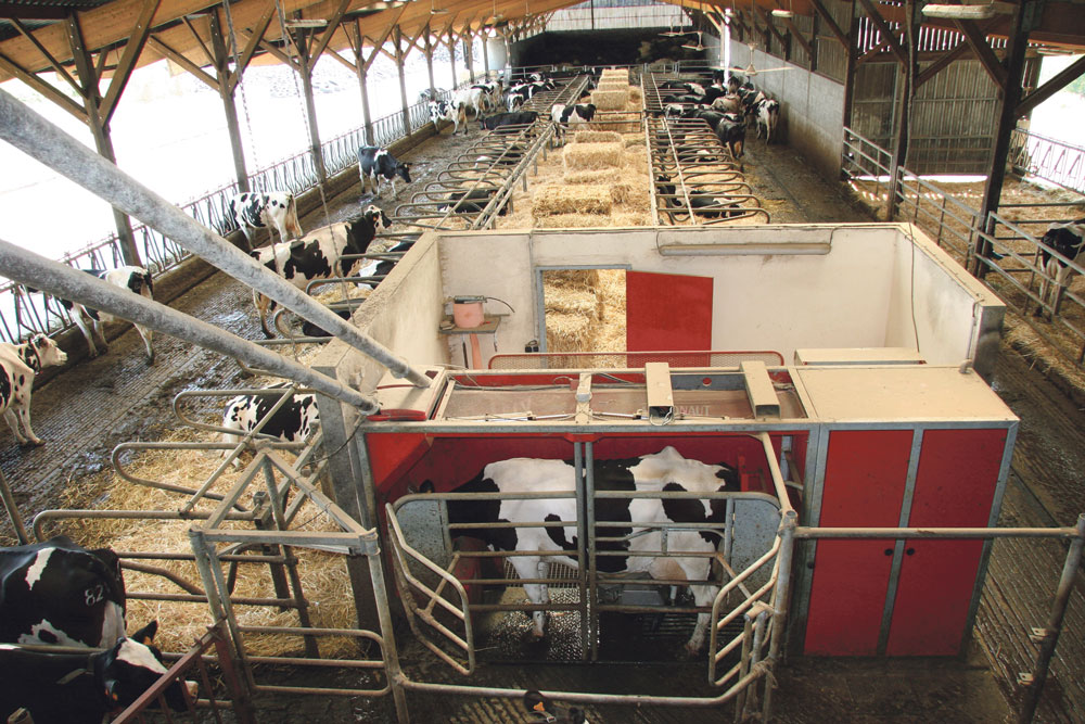 robot-traite-lait-vache-laitiere-elevage-installation-investissement-troupeau
