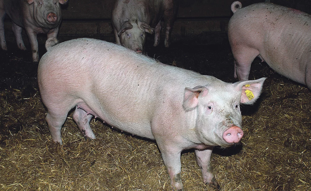 truie-porc-maladie-virus-sante-animale-contamination - Illustration Varier les supports pour contaminer les cochettes