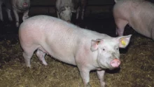 truie-porc-maladie-virus-sante-animale-contamination