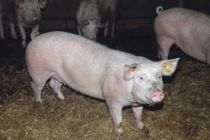truie-porc-maladie-virus-sante-animale-contamination