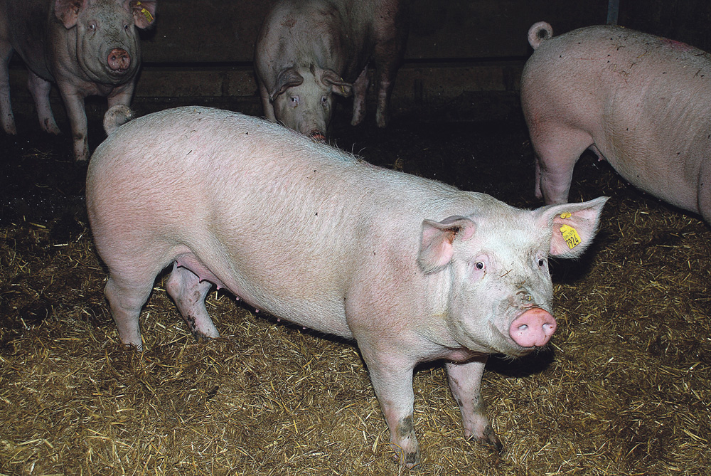 truie-porc-maladie-virus-sante-animale-contamination - Illustration Varier les supports pour contaminer les cochettes