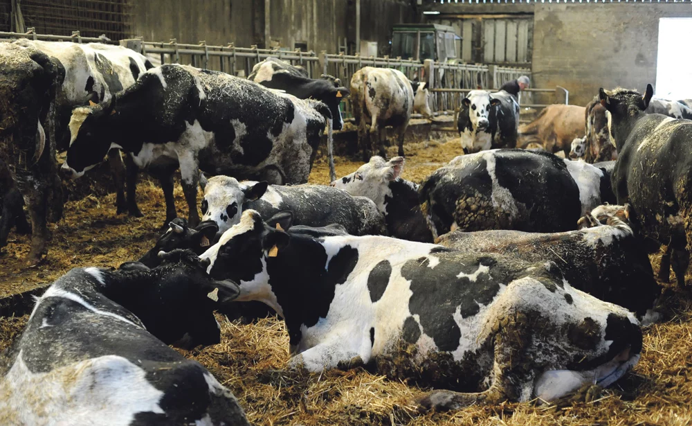 vache-laitiere-climat-lait-pluie-paturage-intemperie - Illustration Difficile retour aux sources dans la stabu