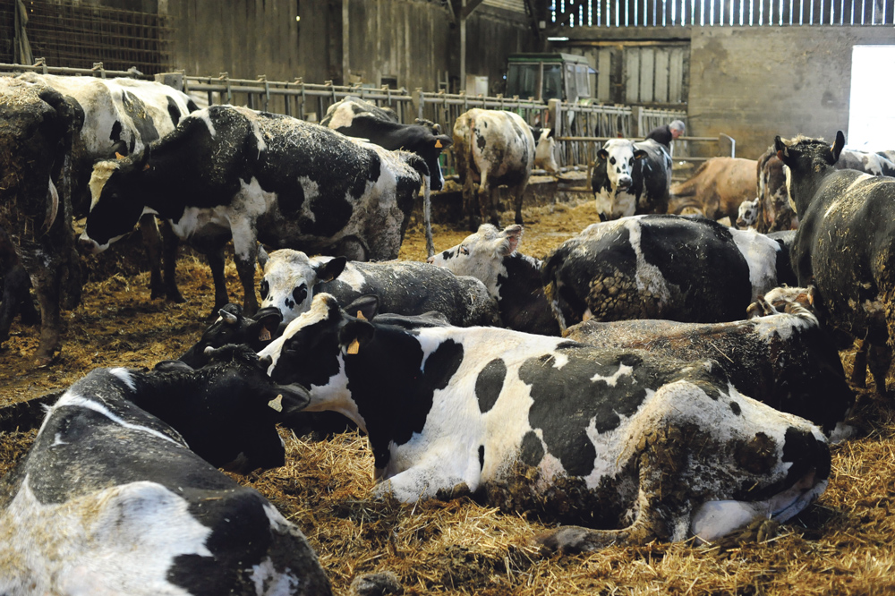 vache-laitiere-climat-lait-pluie-paturage-intemperie - Illustration Difficile retour aux sources dans la stabu