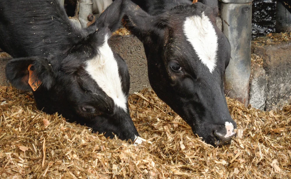 vache-laitiere-lait-nutrition-alimentation-carence-production-lait - Illustration Le minéral, les « 5 fruits et légumes par jour » de la vache