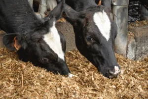 vache-laitiere-lait-nutrition-alimentation-carence-production-lait