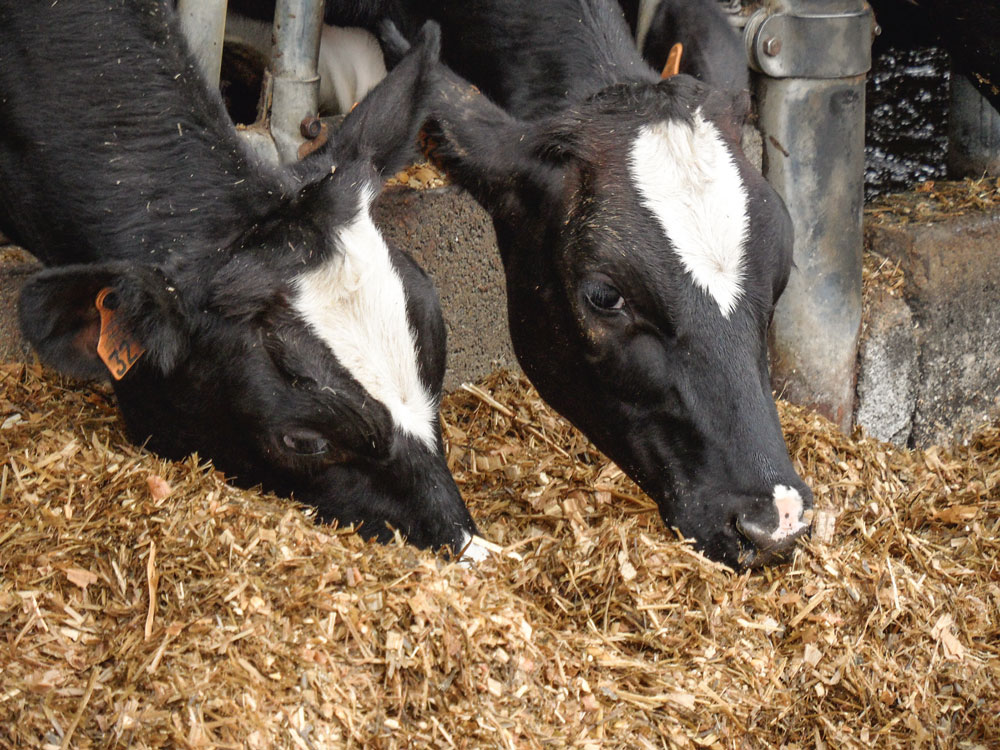 vache-laitiere-lait-nutrition-alimentation-carence-production-lait