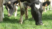 vache-prim-holstein-paturage-herbe-lait-prix-production-chambre-agriculture