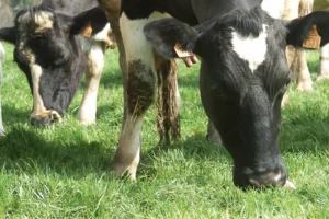 vache-prim-holstein-paturage-herbe-lait-prix-production-chambre-agriculture