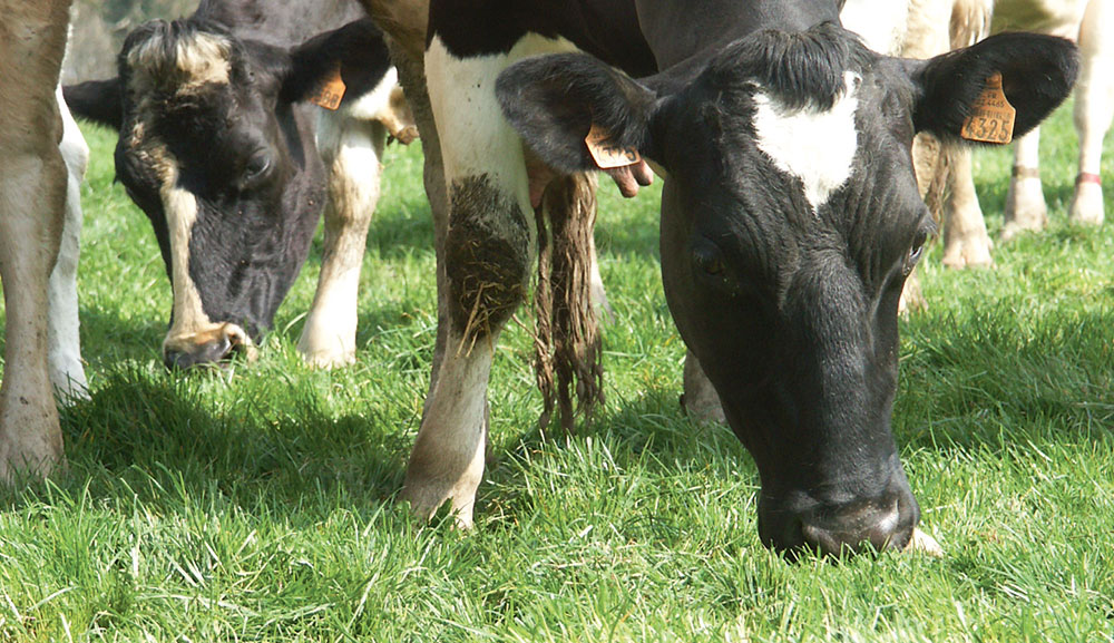 vache-prim-holstein-paturage-herbe-lait-prix-production-chambre-agriculture - Illustration Plein de clés dans la boîte à outils de l’éleveur