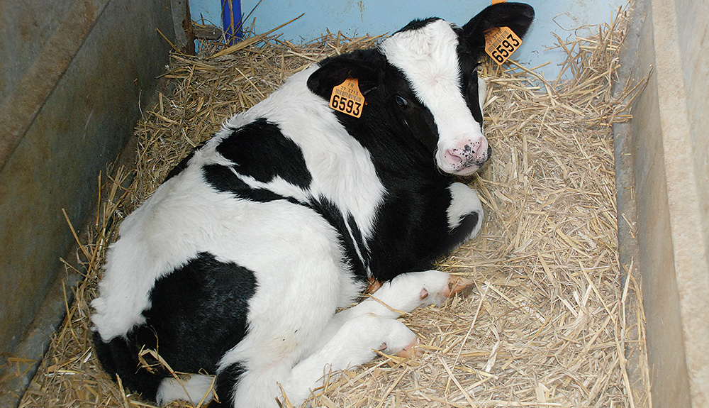 veau-prim-holstein-genisse-lait-croissance-alimentation-elevage - Illustration L’autre façon d’élever les génisses