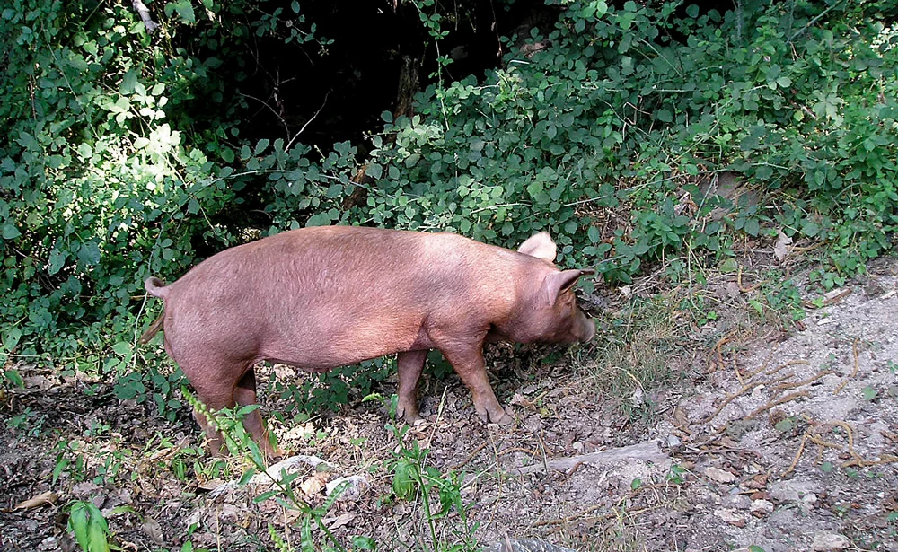 virus-peste-porc-virus-sante-animale-viande-embargo-russe - Illustration Porc : l’arrivée de la PPA en Allemagne serait un “Fukushima du cochon”