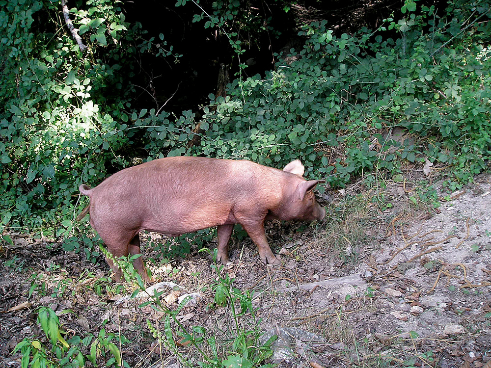 Photo of Porc : l’arrivée de la PPA en Allemagne serait un “Fukushima du cochon”