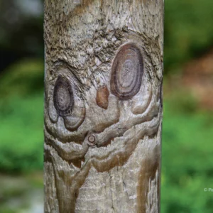 Visage denté avec de fines dents et petites mâchoires