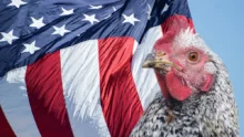 volaille-aviculture-usa-production-export