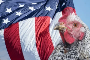 volaille-aviculture-usa-production-export