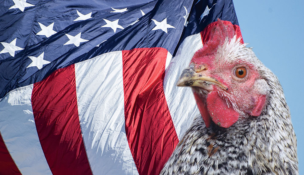 volaille-aviculture-usa-production-export - Illustration USA, 2e exportateur mondial de volailles