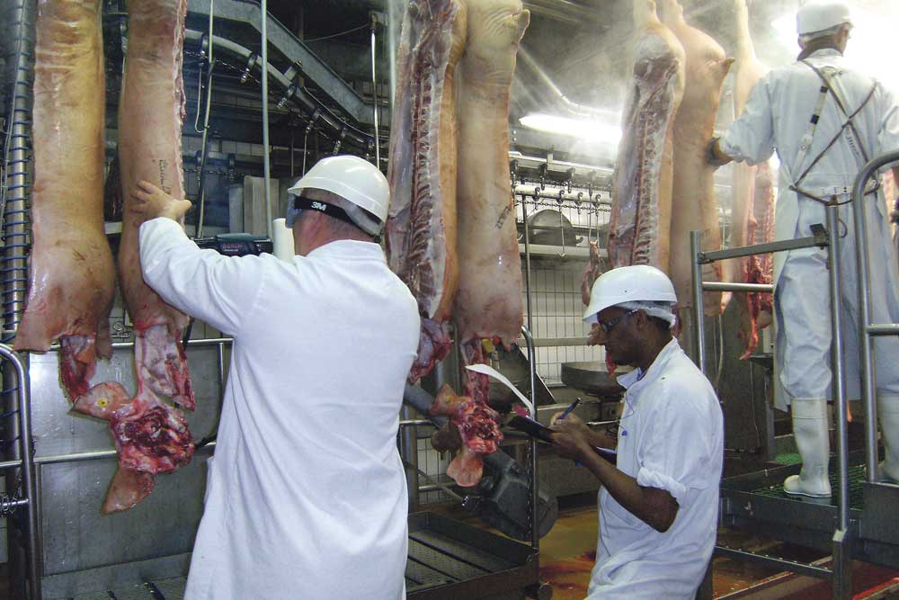 abattoir-porc-arip-carcasse-etude-inaporc-odeur-androstenone-scatol - Illustration La méthode du nez humain manque encore de fiabilité