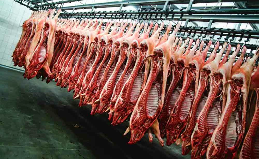 abattoir-viande-porc-embargo-russe-europe-commission-europeenne - Illustration Abattages de porcs en hausse en avril