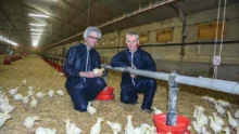 aviculture-dinde-poulet-elevage-eric-barac-h-rostronen-resultat-investissement-production