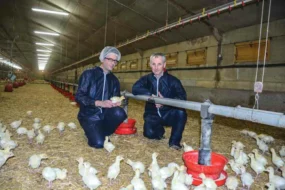 aviculture-dinde-poulet-elevage-eric-barac-h-rostronen-resultat-investissement-production