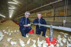 aviculture-dinde-poulet-elevage-eric-barac-h-rostronen-resultat-investissement-production