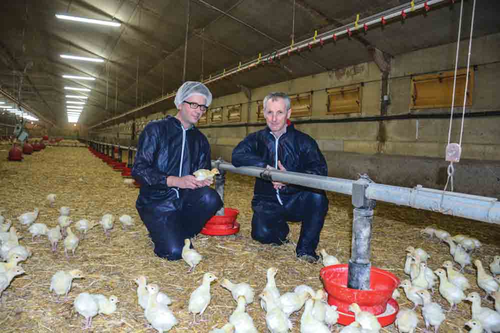 aviculture-dinde-poulet-elevage-eric-barac-h-rostronen-resultat-investissement-production