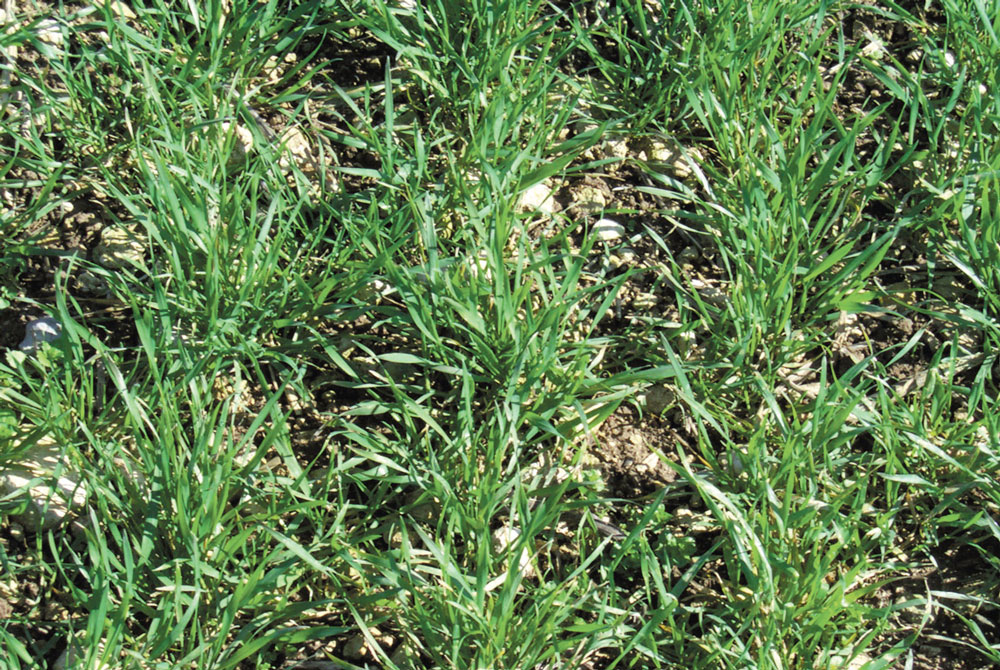 azote-apport-climat-culture-cereale-mineralisation-maladie-foliaire - Illustration Pas d’urgence pour le premier apport