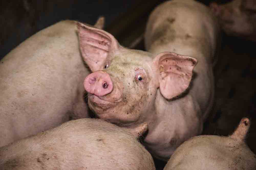 Photo of Pays-Bas : Désavantage comparatif du secteur du porc