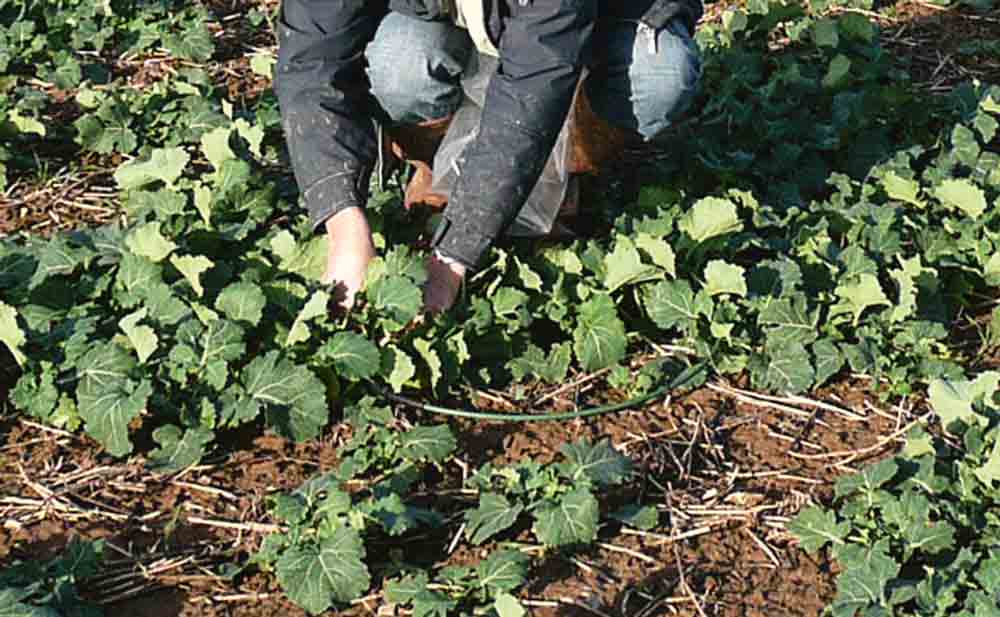 biomasse-azote-colza-culture-fertilisation - Illustration Mesurer la biomasse pour piloter la fertilisation