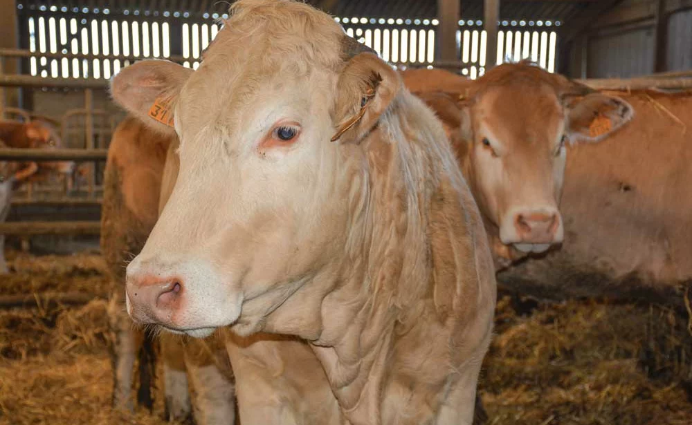 blonde-aquitaine-viande-bovine-installation-securite-revenu-agricole-elevage-consommation - Illustration Besoin de sécuriser l’installation en viande bovine