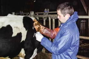 bovin-sante-animale-sanitaire-qualite-crise-conjoncture-maladie-vache-prim-holstein