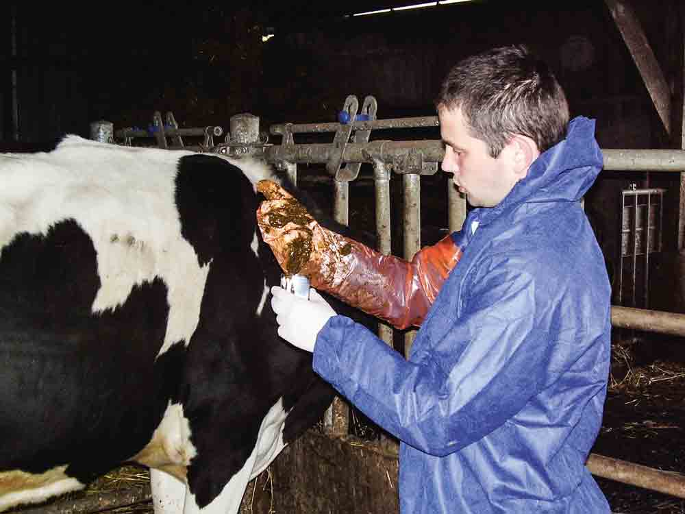 bovin-sante-animale-sanitaire-qualite-crise-conjoncture-maladie-vache-prim-holstein - Illustration La santé, premier capital à préserver