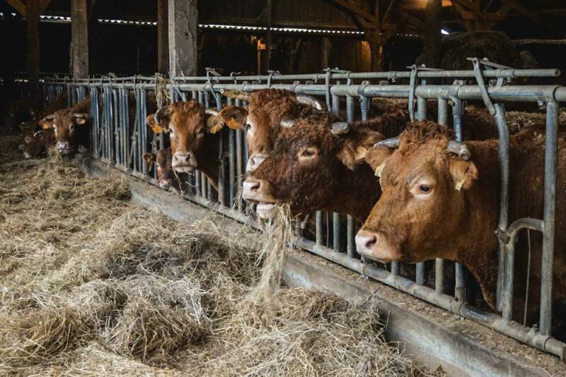 Jean-Luc Micout utilise principalement du foin dans l’alimentation des vaches allaitantes.