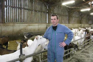 caprin-chevre-qualite-lait-nouvel-outil-pratique-risque-troupeau-lactation-longue