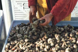 crepidule-coquillage-littoral-bord-mer-ecologie