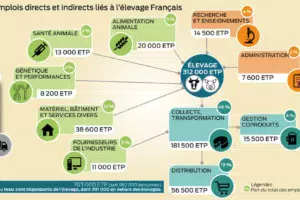 emploi-elevage-porc-bovin-volaille-croissance