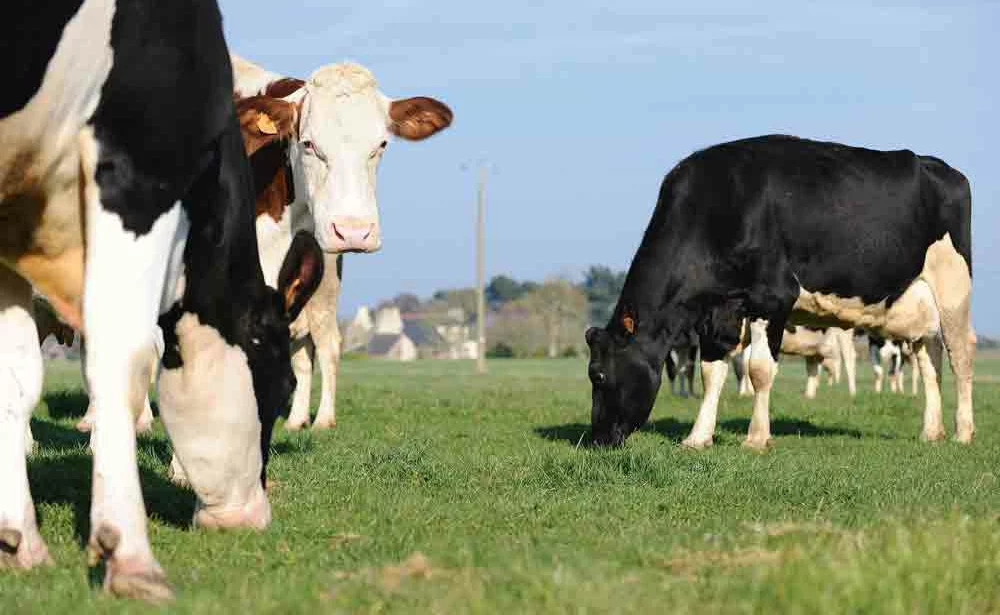 lait-production-vache-laitiere-paturage-sodiaal-bcel-ouest-performance-economique-fourrage - Illustration Du lait, mais à quel prix ?