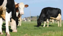 lait-production-vache-laitiere-paturage-sodiaal-bcel-ouest-performance-economique-fourrage
